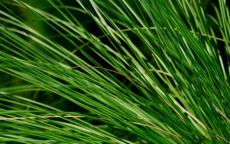 close-up of green grass blades