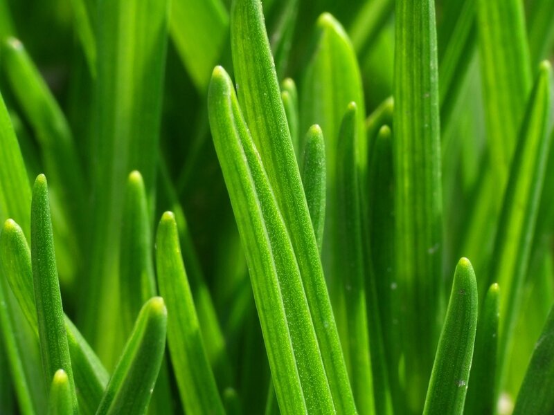 Close-up of green grass blades
