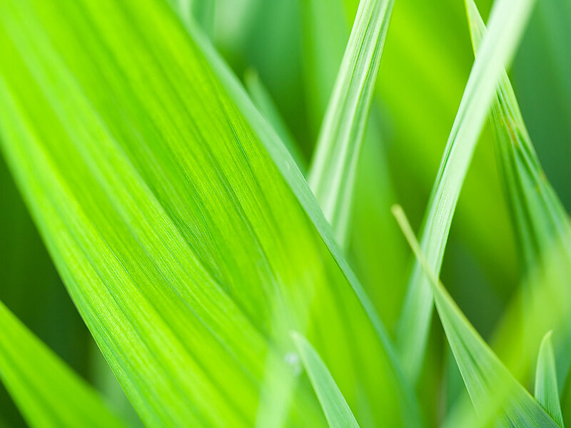 Close-up of green grass blades