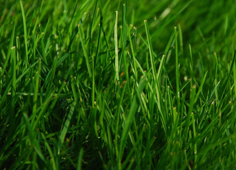 Close-up of green grass blades