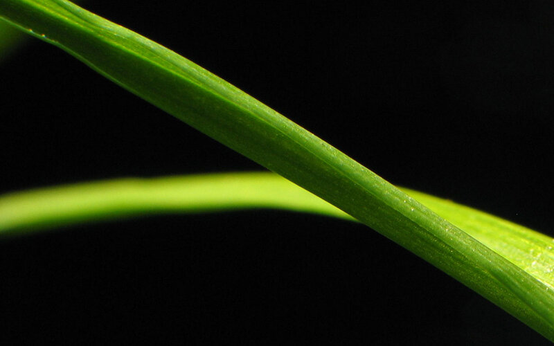 Close-up of green grass blades