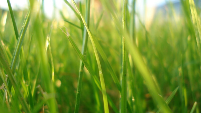 Close-up of green grass blades