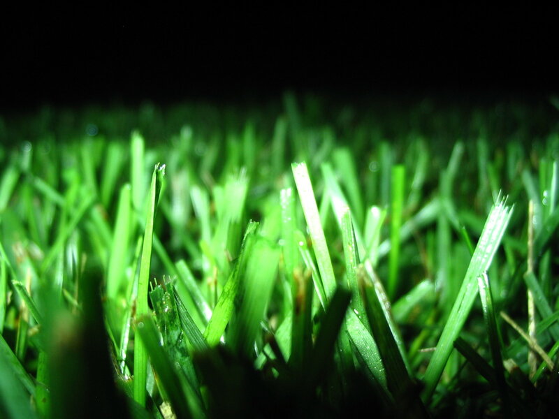 Close-up of green grass blades