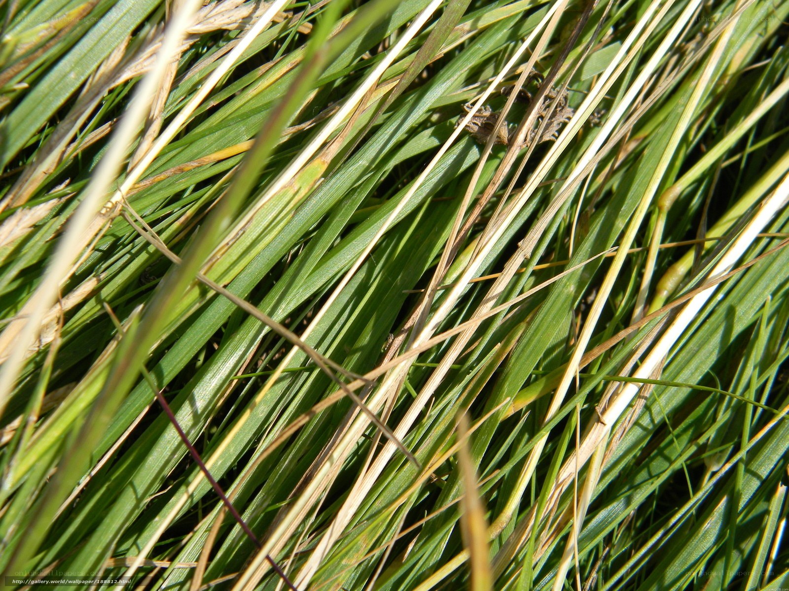 Close-up of green grass blades