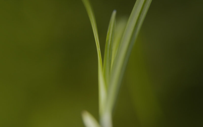 Close-up of green grass blades