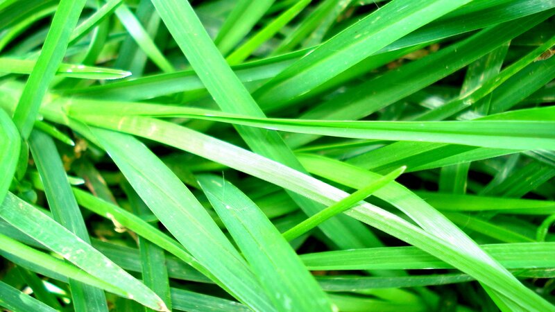 close-up of green grass blades