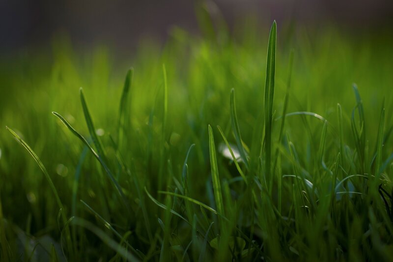 Close-up of green grass blades