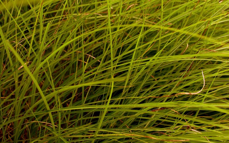 Close-up of green grass blades