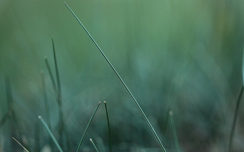 Close-up of green grass blades