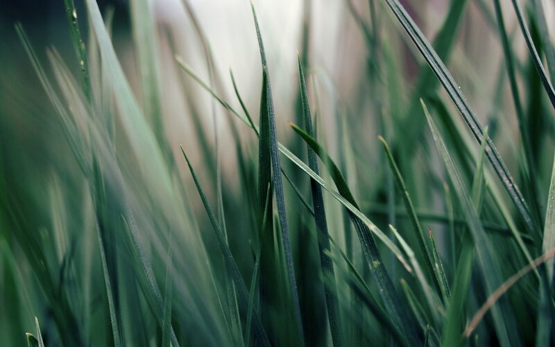 Close-up of green grass blades