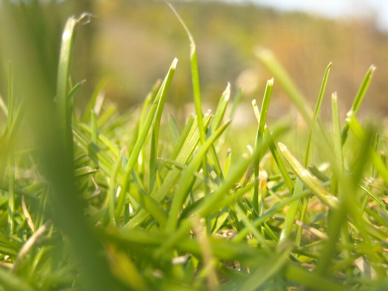 Close-up of green grass blades