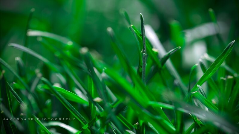 Close-up of green grass blades