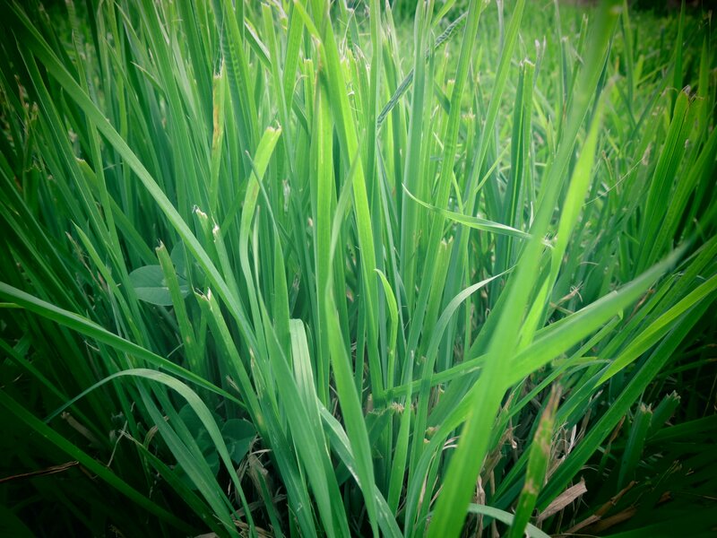 Close-up of green grass blades
