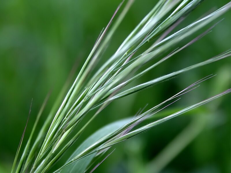 Close-up of green grass blades