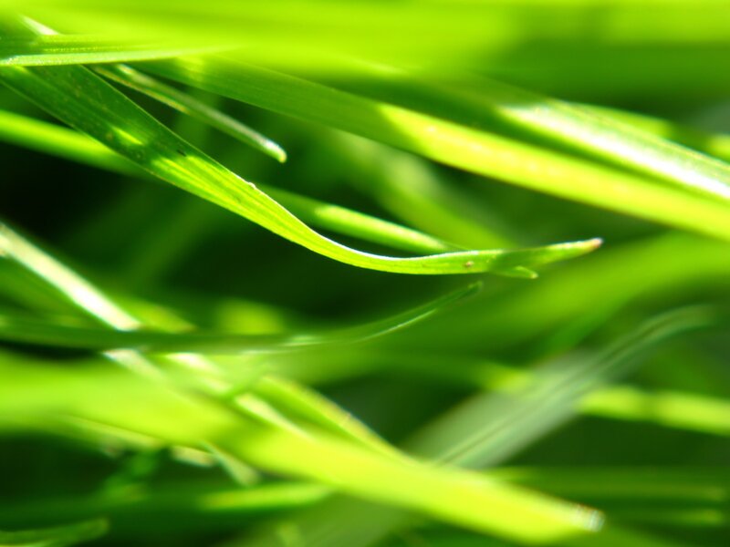 Close-up of green grass blades