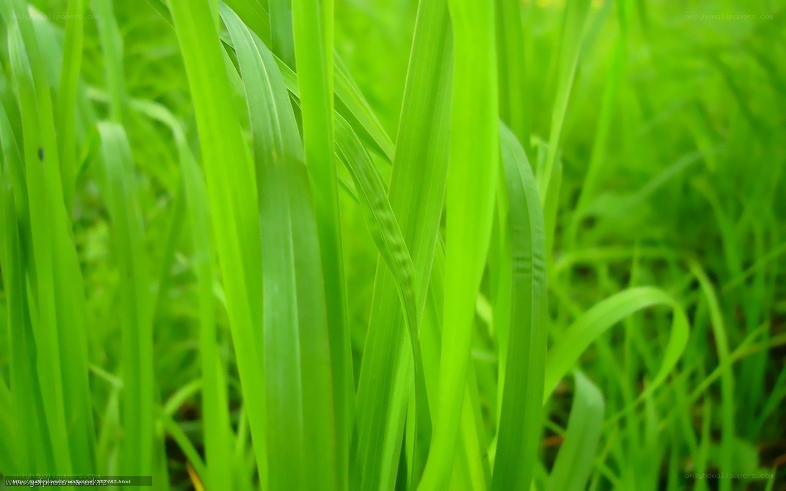 Close-up of green grass blades