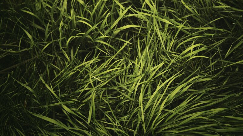 close-up of green grass blades