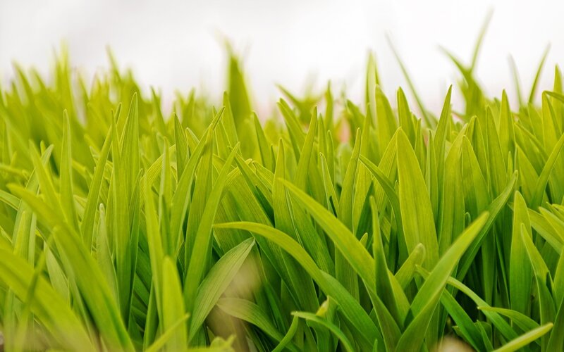 Close-up of green grass blades