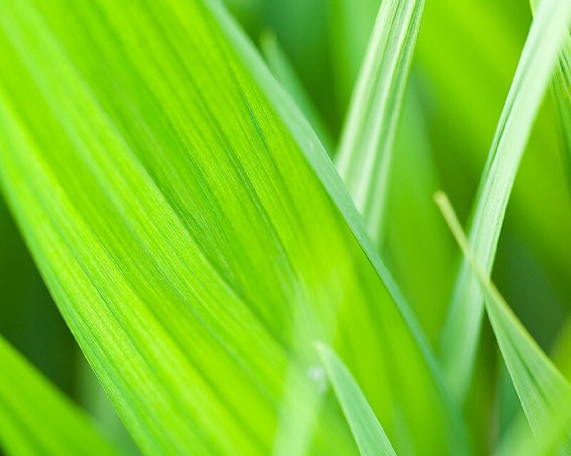Close-up of green grass blades