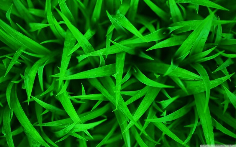 Close-up of green grass blades