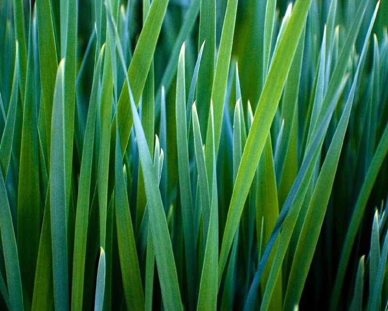 Close-up of green grass blades