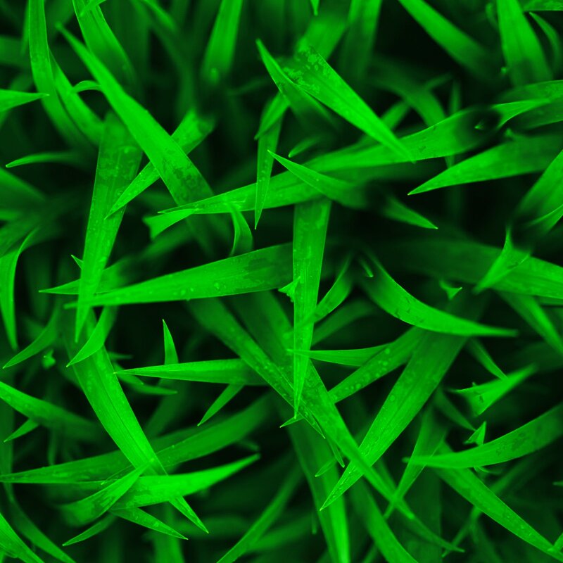 Close-up of green grass blades