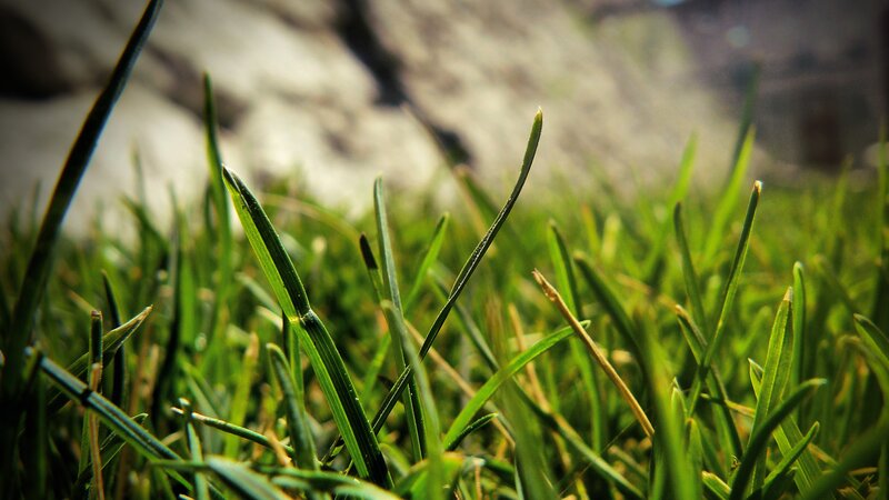 Close-up of green grass blades