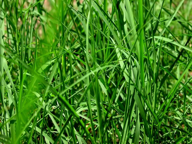 close-up of green grass blades