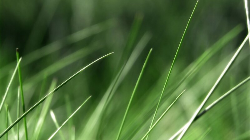 close-up of green grass blades