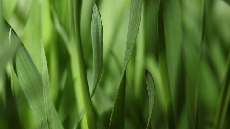 Close-up of green grass blades