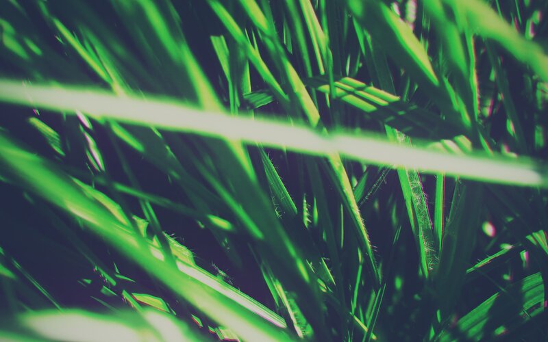 Close-up of green grass blades