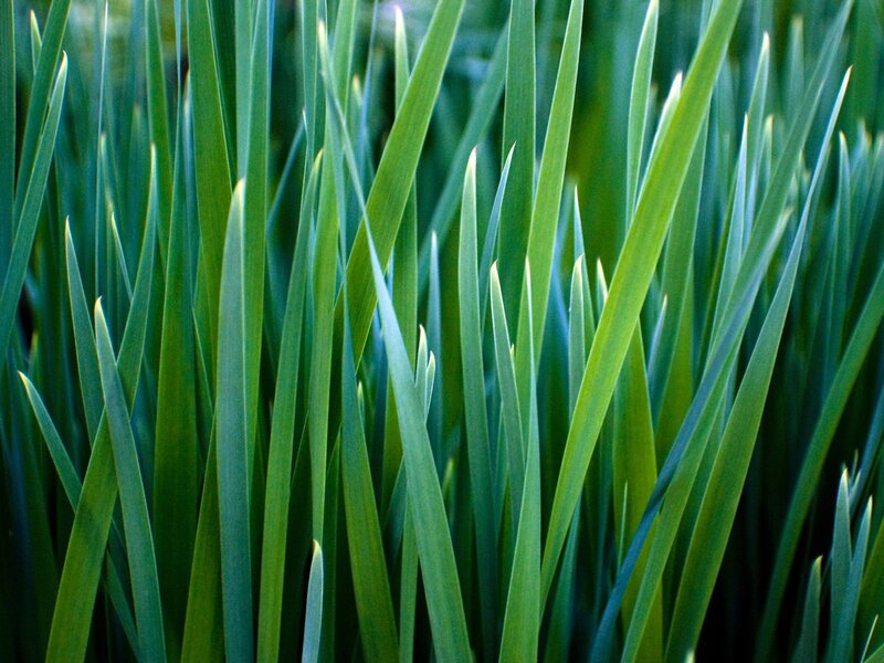 Close-up of green grass blades