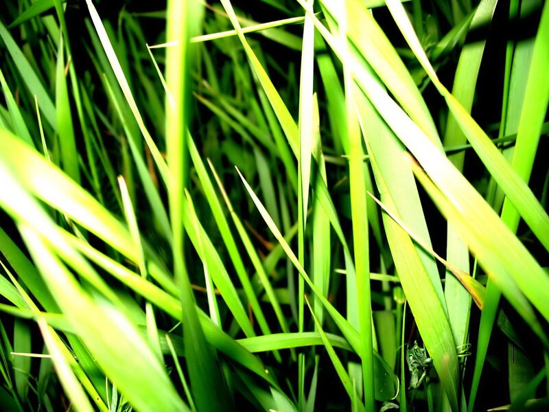 Close-up of green grass blades