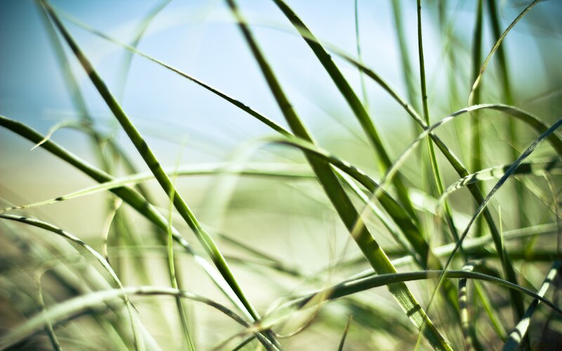 Close-up of green grass blades