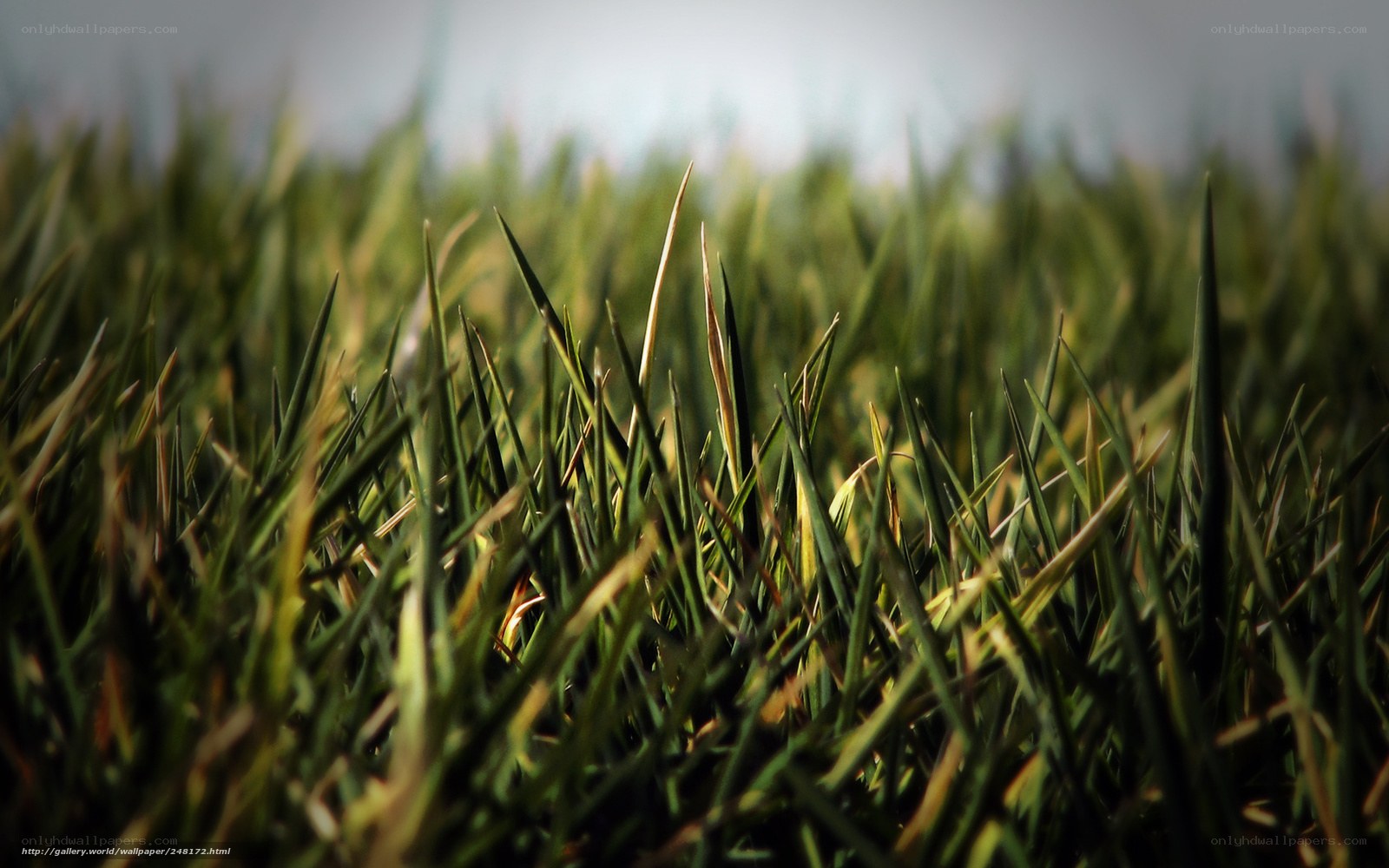 Close-up of green grass blades
