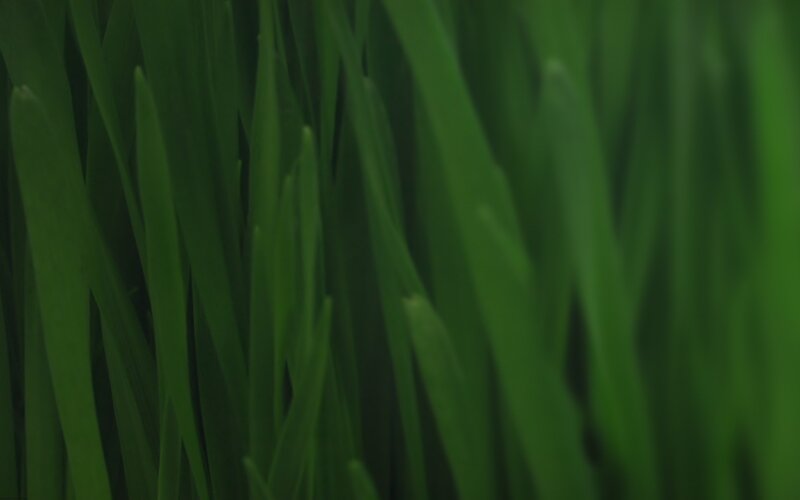 close-up of green grass blades