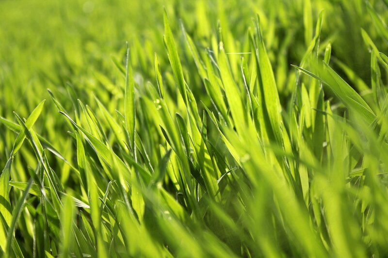 Close-up of green grass blades