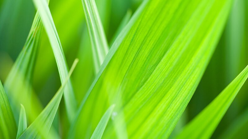 Close-up of green grass blades
