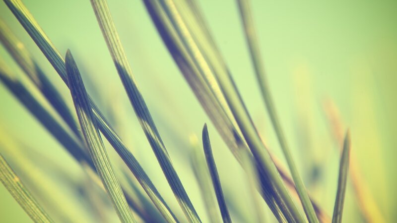 close-up of green grass blades