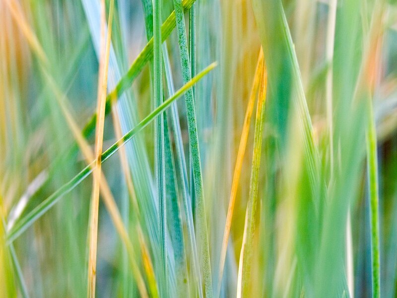 Close-up of green grass blades
