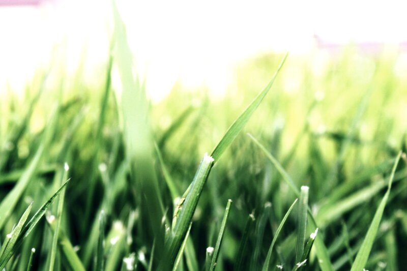Close-up of green grass blades