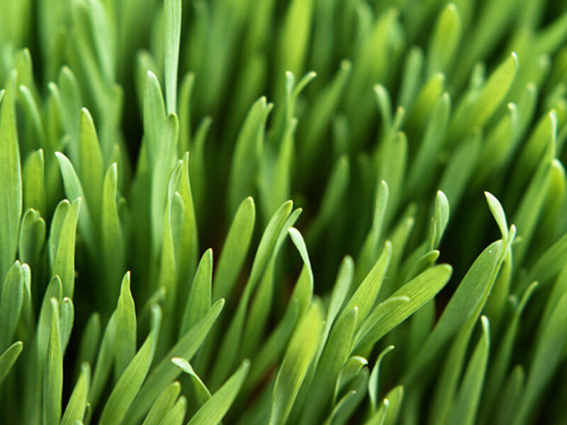 Close-up of green grass blades