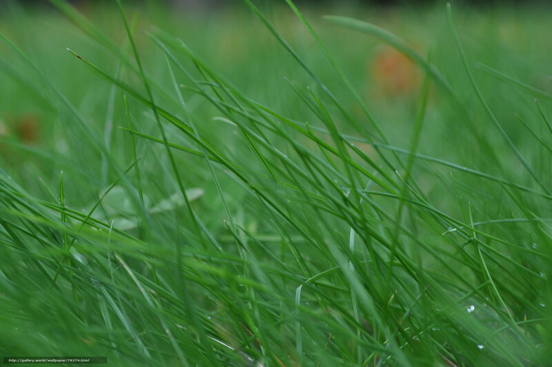 Close-up of green grass blades