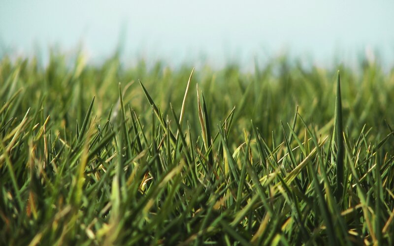 Close-up of Green Grass — Calm, Afternoon, Photograph, Sky