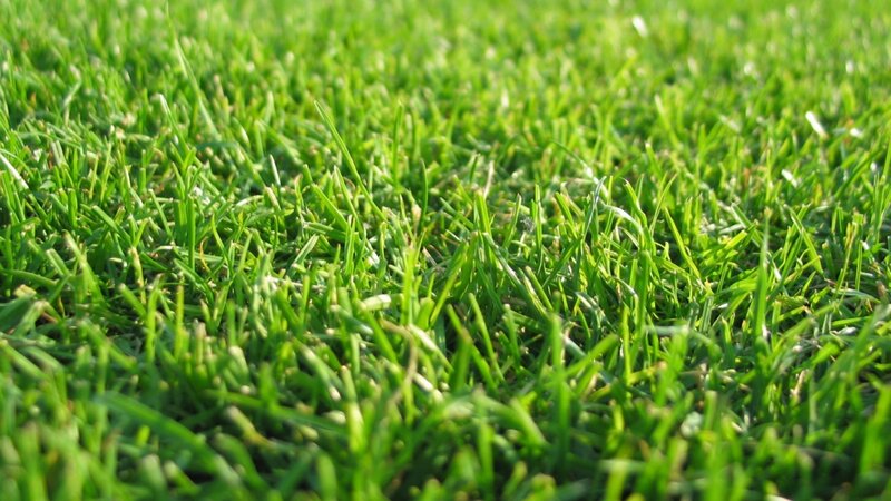 Close-up of Green Grass — Calm, Afternoon, Photograph