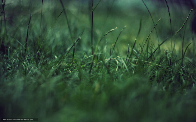 Close-up of Green Grass — Calm, Photograph, Blurred Background