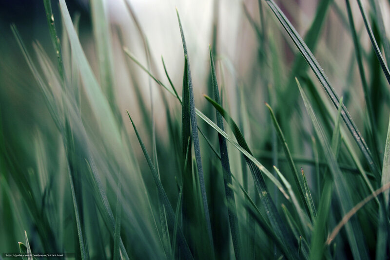 Close-up of Green Grass — Calm, Photograph