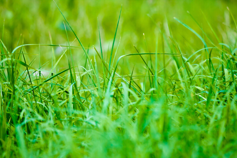 Close-up of Green Grass — Calm