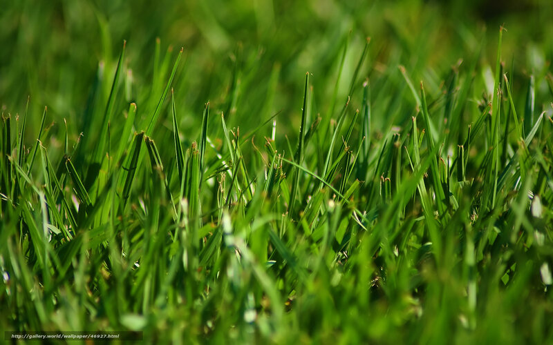 Close-up of Green Grass — Natural, Afternoon, Photograph