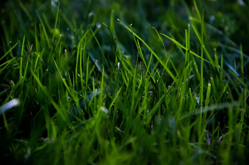 Close-up of Green Grass — Natural, Black